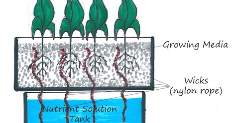 Hydroponic Passion: Wick system