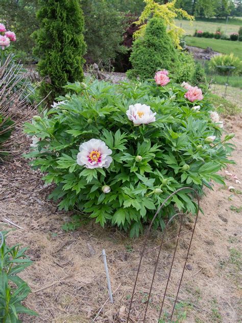 Photo Of The Entire Plant Of Itoh Peony Paeonia Cora Louise Posted