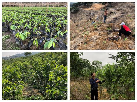 Kinam Plantation – Lidatong Fragrances Limited