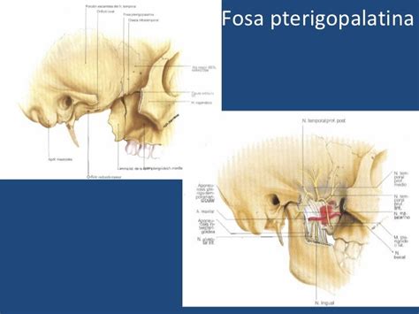 Topografica Fosa Pterigopalatina Y Fosa Infratemporal