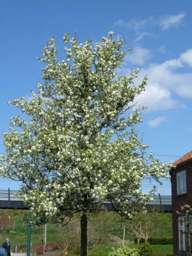 Pyrus Calleryana Chanticleer Sierpeer Bloemenpark Appeltern