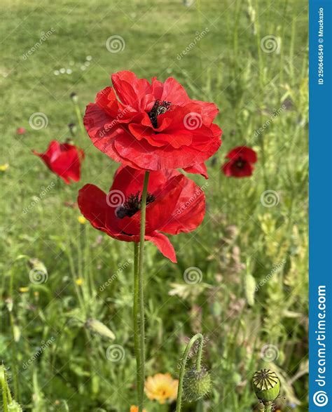 Corn Poppy Papaver Rhoeas Stock Image Image Of Rhoeas Blossoms