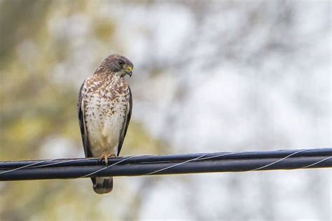 6 Types Of Hawks Found In North Carolina Pictures Bird Feeder Hub