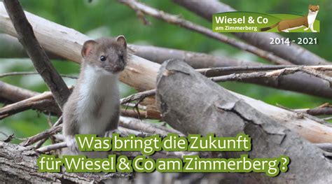 Wiesel Co Am Zimmerberg 2014 2021 Auf Den Projektabschluss Folgt