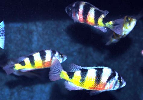 Zebra Obliquidens Species Only Tank Cichlid Fish Forum
