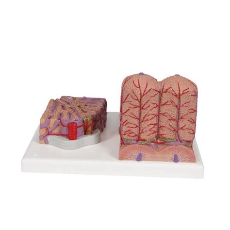 3b Microanatomy Liver Model 3b Smart Anatomy 1000312 3b Scientific K24 Anatomical