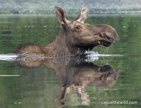 Cow Moose Swimming Canoe The Wild