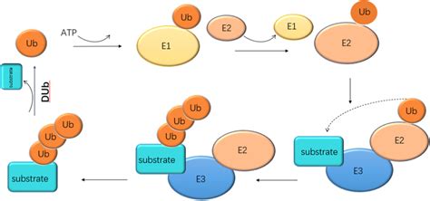 The Process Of Ubiquitination The Ubiquitination Process Of The