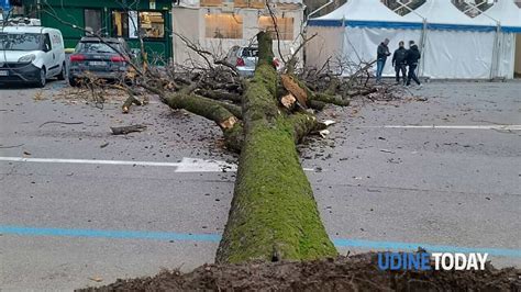 Crolla In Strada Un Albero Tragedia Sfiorata In Piazza Primo Maggio