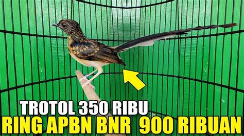 Miris Kemarin Ekor Murai Apbn Bnr Masih Jutaan Sekarang Cuma