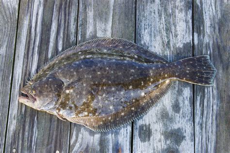 Flounder Fish