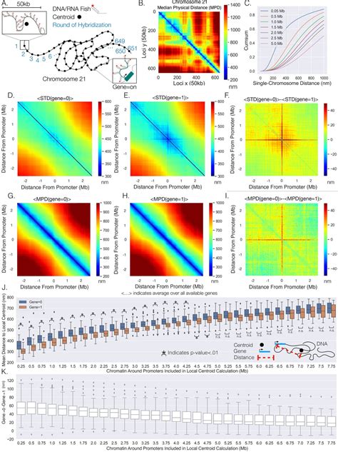 Figures And Data In Synthetic Analysis Of Chromatin Tracing And Live