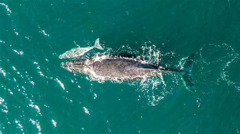 Humpback Whale Giving Birth