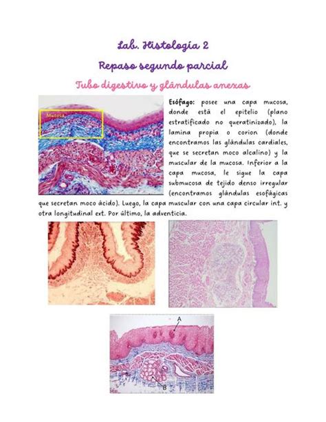 Tubo Digestivo Glándulas Anexas al Tubo Respiratorio Urinario