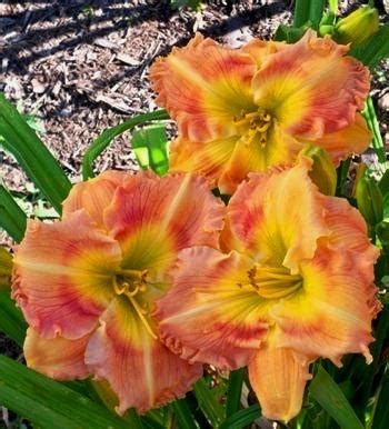 Daylily Hemerocallis Westbourne Sassafras Taffy Pull In The