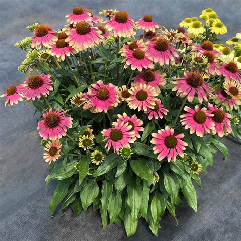 Echinacea Kismet Pink Lemonade Terra Nova Nurseries Inc