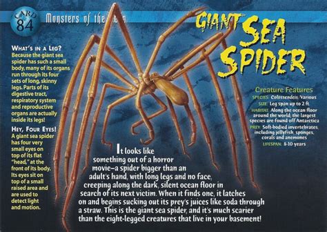 Antarctica's Giant Sea Spiders Grow To 9.8 Inches Long