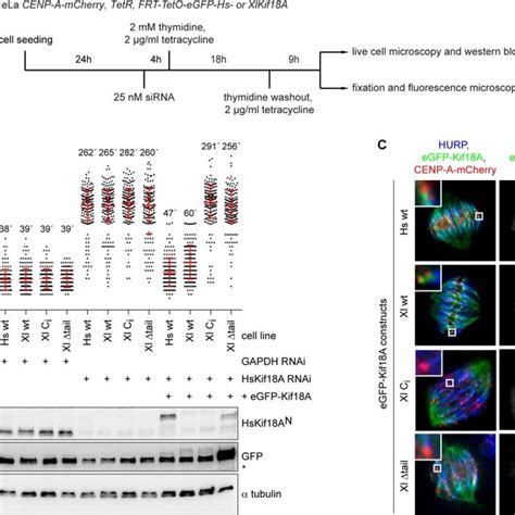 Xl Kif18A Can Complement The Function Of Human Kif18A A Scheme Of