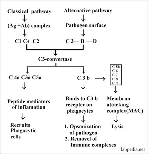 Chapter 9 Complement Complement System