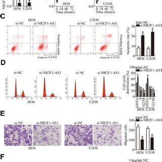 Nr F As Silencing Inhibits The Proliferation Migration And