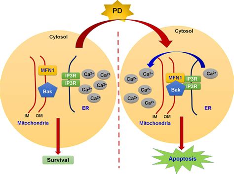 Journal Of Hepatocellular Carcinoma Volume 9 Dove Press