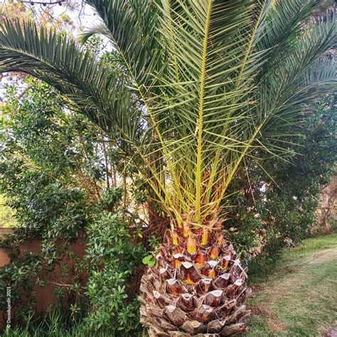 Ville Dos Dos Dos Partie Doublure Palmier Phoenix Canariensis Gel