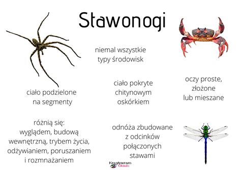 Stawonogi Plansze Edukacyjne Z Oty Nauczyciel