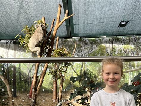 Breakfast with the Koalas, Wild Life Sydney Zoo - Mum's Little Explorers