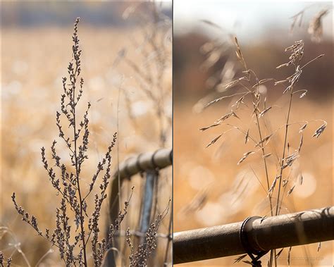 Zenfolio Silvy Tousignant Photographie Visite En Campagne