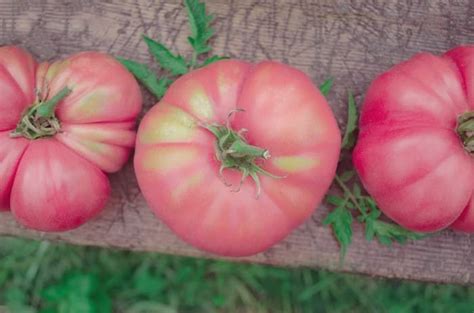 The German Pink Tomato Minneopa Orchards Seeds Veggie Garden