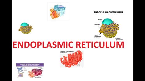 Endoplasmic Reticulum Structure And Functions In Urdu Hindi Youtube