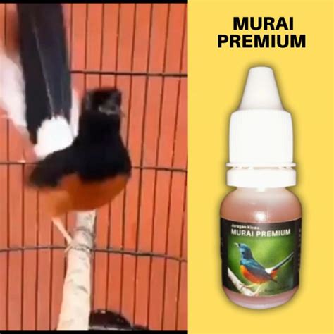 Vitamin Burung Murai Batu Premium Agar Cepat Gacor Saat Lomba Lazada