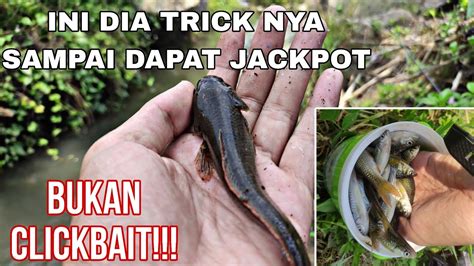 GIL4NIAT NYA MICROFISHING TAPI YANG AIK BABON SEMUA TEKNIK DAN