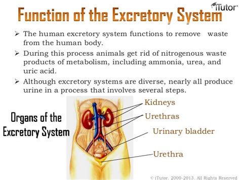 Excretory System