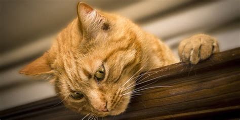 Pourquoi les chats se lèchent ils tout le temps Ça m intéresse