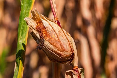 Withered Corn Cob After Drought In Climate Crisis Germany Stock Photo