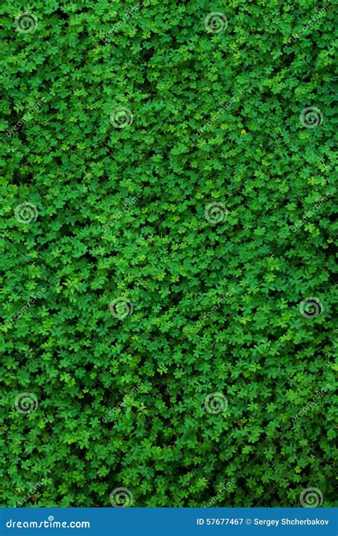 Green Clover Field Stock Image Image Of Growth Natural 57677467