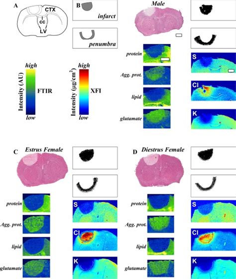 Sex Differences In The Mouse Photothrombotic Stroke Model Investigated