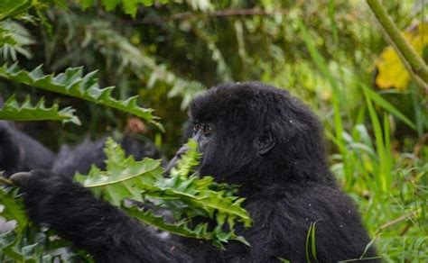 1 Day Gorilla Tour In Uganda Bwindi Gorilla Trekking Safari From Kigali