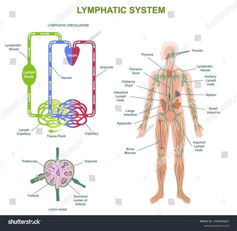 2,222 Lymphatic System Diagram Images, Stock Photos, and Vectors ...