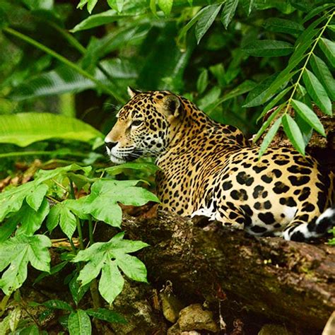 Belize Jungle Adventure Tours | Hiking & Nature Tours