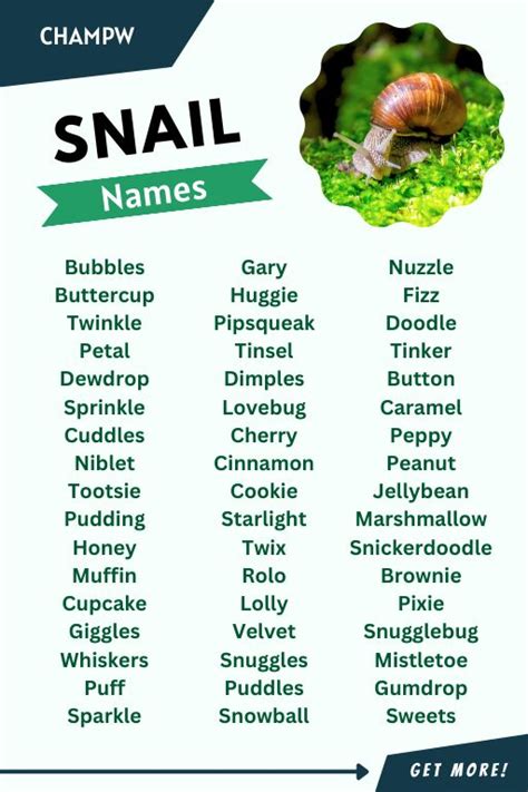 Snail Names Brilliant List You Must Check Before Naming