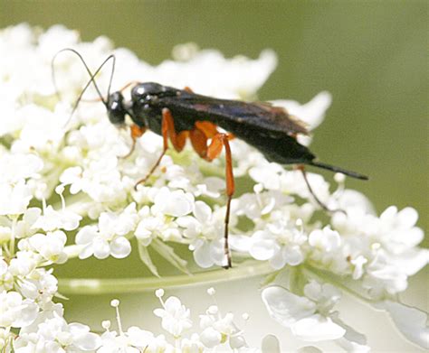 Ichneumon Black With Orange Legs Pimpla Sanguinipes BugGuide Net