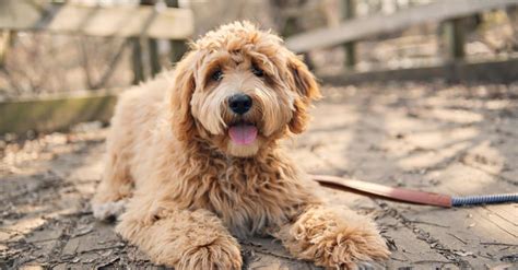 labradoodle   animals