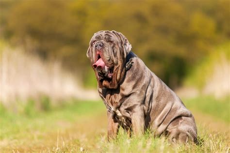 Neapolitan Mastiff Dogs Breed Information Temperament Size And Price