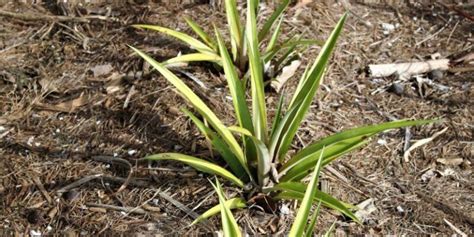 Pineapple Growth Stages Explained