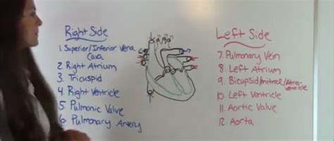 Cardiovascular Pharmacology Flashcards Quizlet