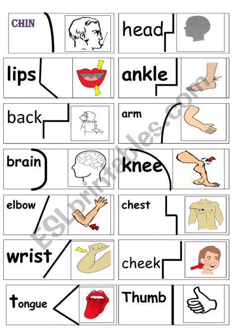 Body Puzzle Esl Worksheet By Primpi