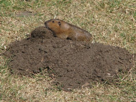 Bottas Pocket Gopher Field Guide To Spark Vertebrates · Biodiversity4all