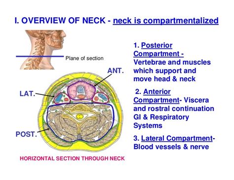 Head And Neck